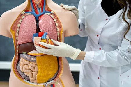 Fakta Unik tentang Tubuh Manusia
