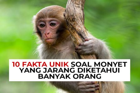 10 Fakta Unik Hewan yang Jarang Diketahui