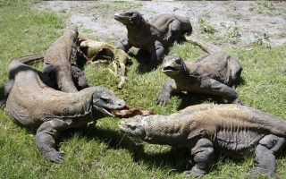 Fakta Aneh tentang Binatang di Indonesia