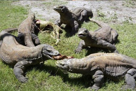 Fakta Aneh tentang Binatang di Indonesia