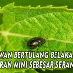 HEWAN BERTULANG BELAKANG UKURAN MINI SEBESAR SERANGGA